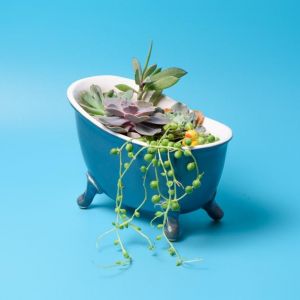 Bath pot for succulents