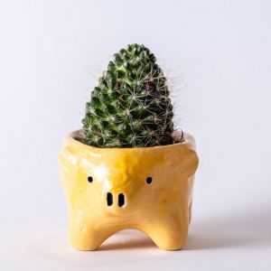 Golden pig succulent pot