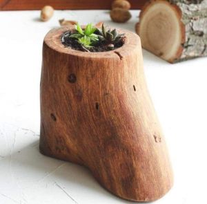 Natural wood succulent pot  "Dessert"