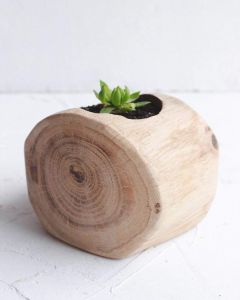 Natural wood succulent pot  "Oak log"