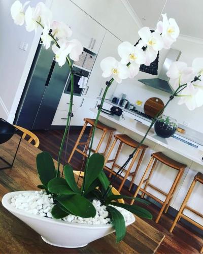 Welcome tropical queen at your home. Or how to care for orchids?