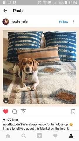 dog on the wool rug