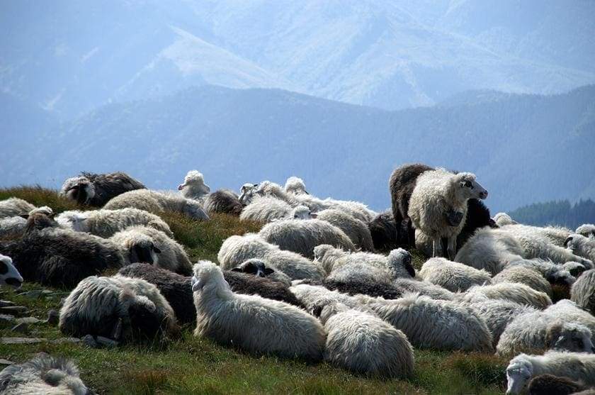 sheeps