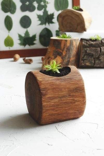 succulent pot